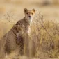 serengeti national park tanzania conservation smal 85x85